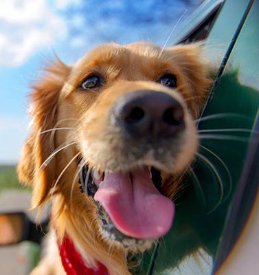 Dog with Head Out of Car Window