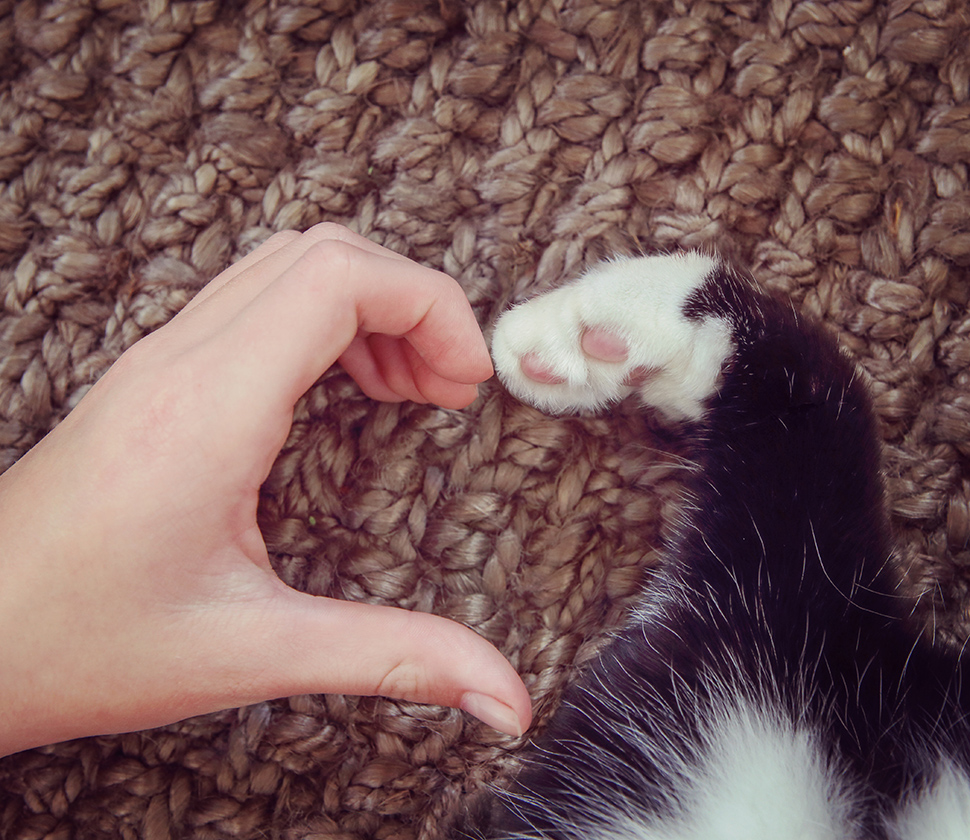 human hand and kitten paw make a heart shape