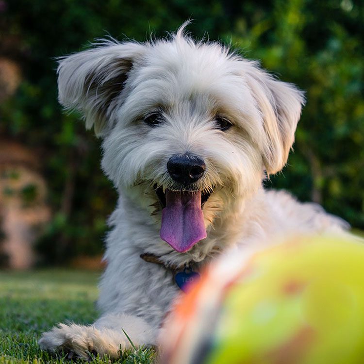 Dog-in-Grass-Yellow-Ball