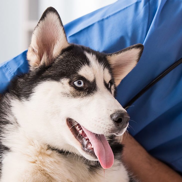 Vet Tech Laying down with dog