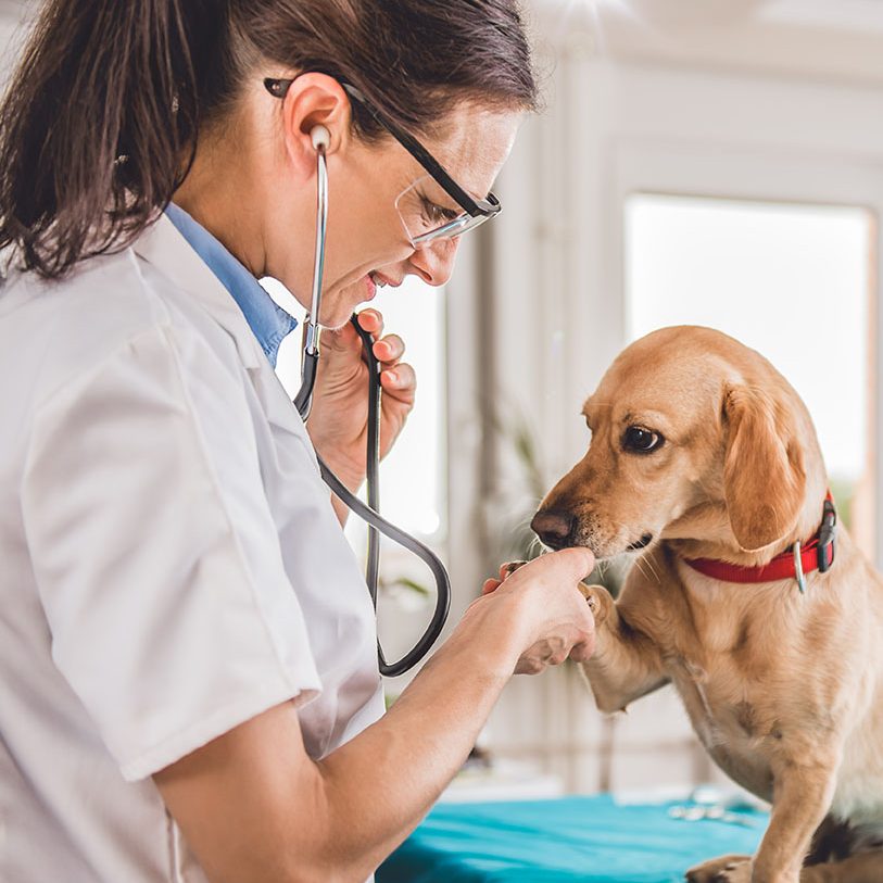 Veterinarian examining dog