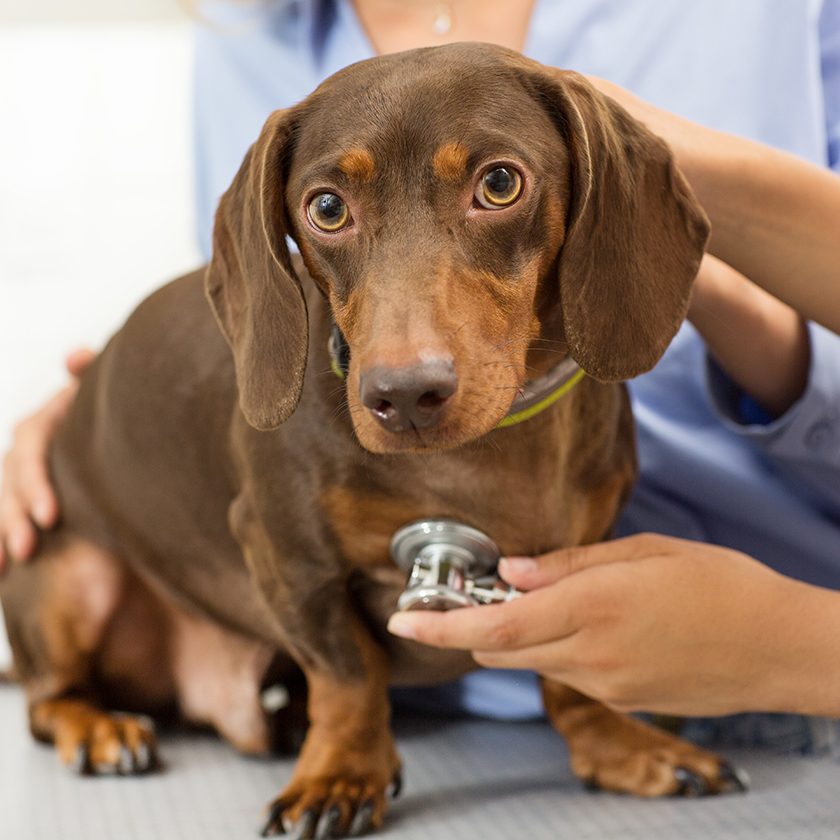 dachsund with stethoscope on table