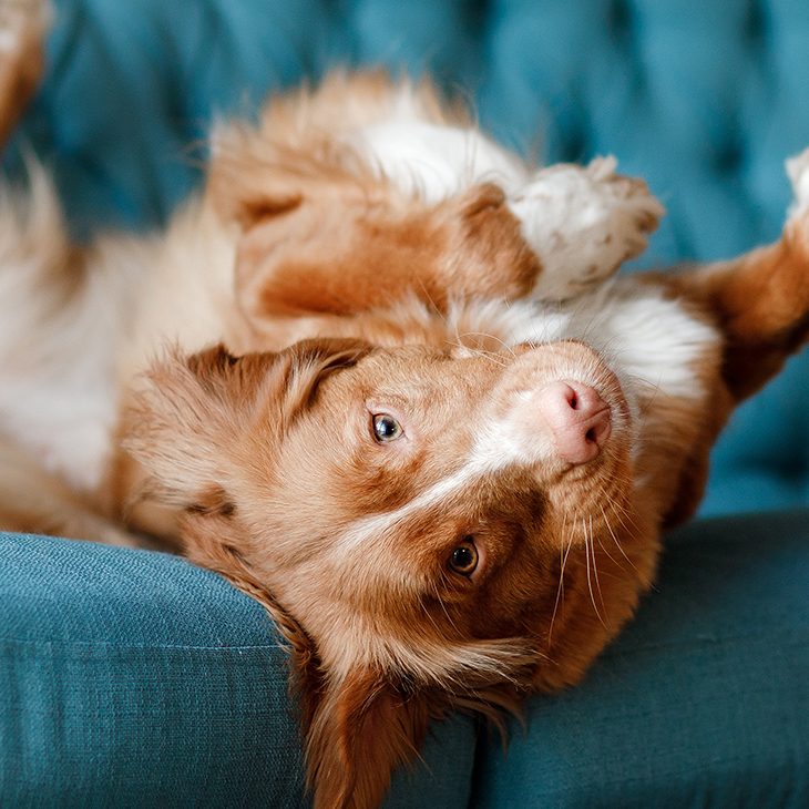dog upside down on blue sofa couch