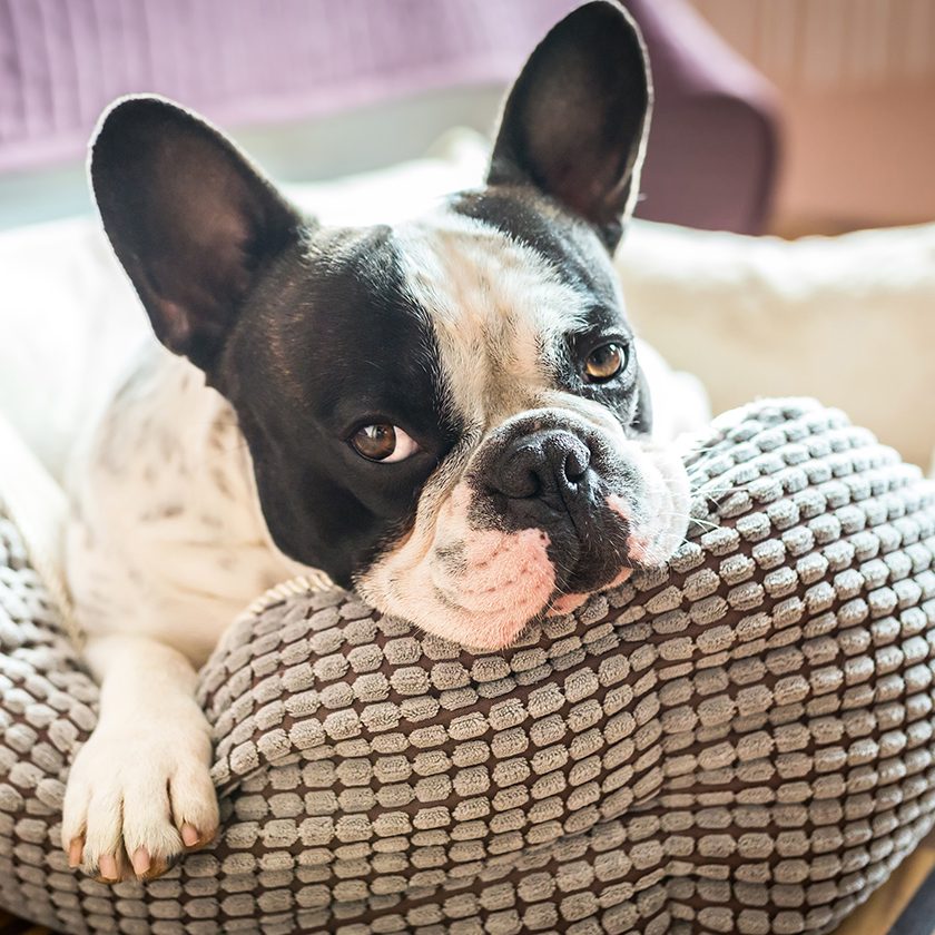 french bulldog in dog bed