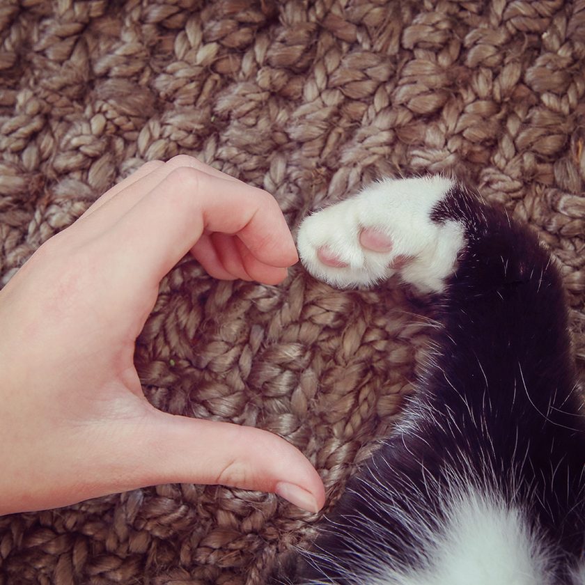human hand and kitten paw make a heart shape