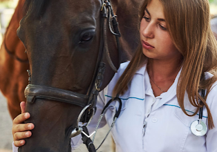 Vet, specializing in equine medicine at Chisolm Trail Veterinary Clinic of New Braunfels, checking with a horse.