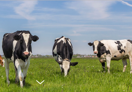 Cows in a field awaiting bovine treatment at Chisom Trail Veterinary Clinic of New Braunfels